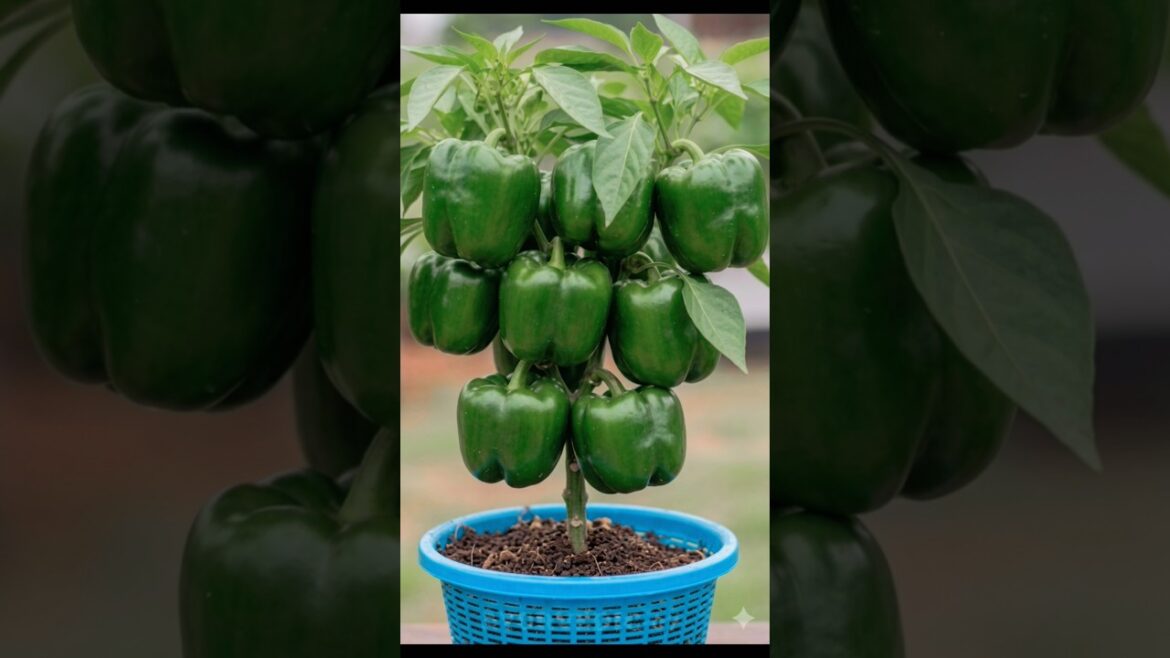 How To Grow BELL PEPPERS 🌶 at Home Secret Method 🙊!#short#viral#tranding How To Grow BELL PEPPERS 🌶 at Home Secret Method 🙊!#short#viral#tranding