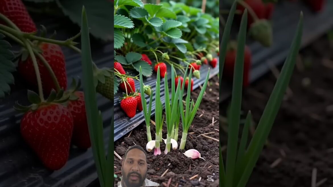 Planting those two together for betterharvest #gardeningtips #organicfarming