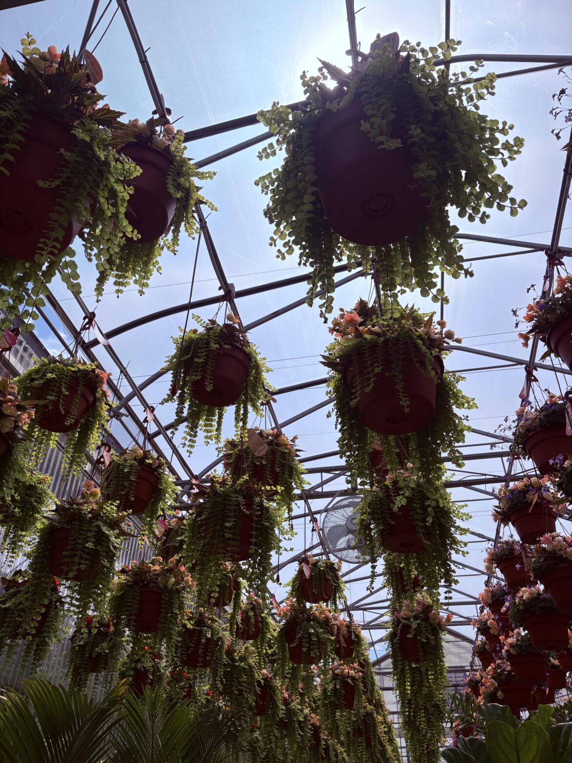 Greenhouse season has begun locally for me and there’s nothing more beautiful than the rows and rows of hanging pots 😍 Wishing everyone a lovely growing season!