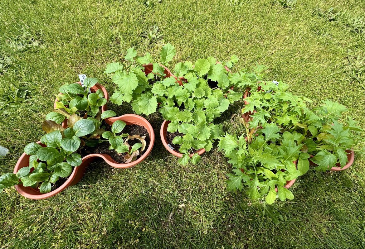 Let me be the devil on your shoulder and tell you that it’s okay to do a bad job sometimes. Container too small, too many plants, not enough dirt. Still harvesting lots and lots every day! Remember this is for fun!