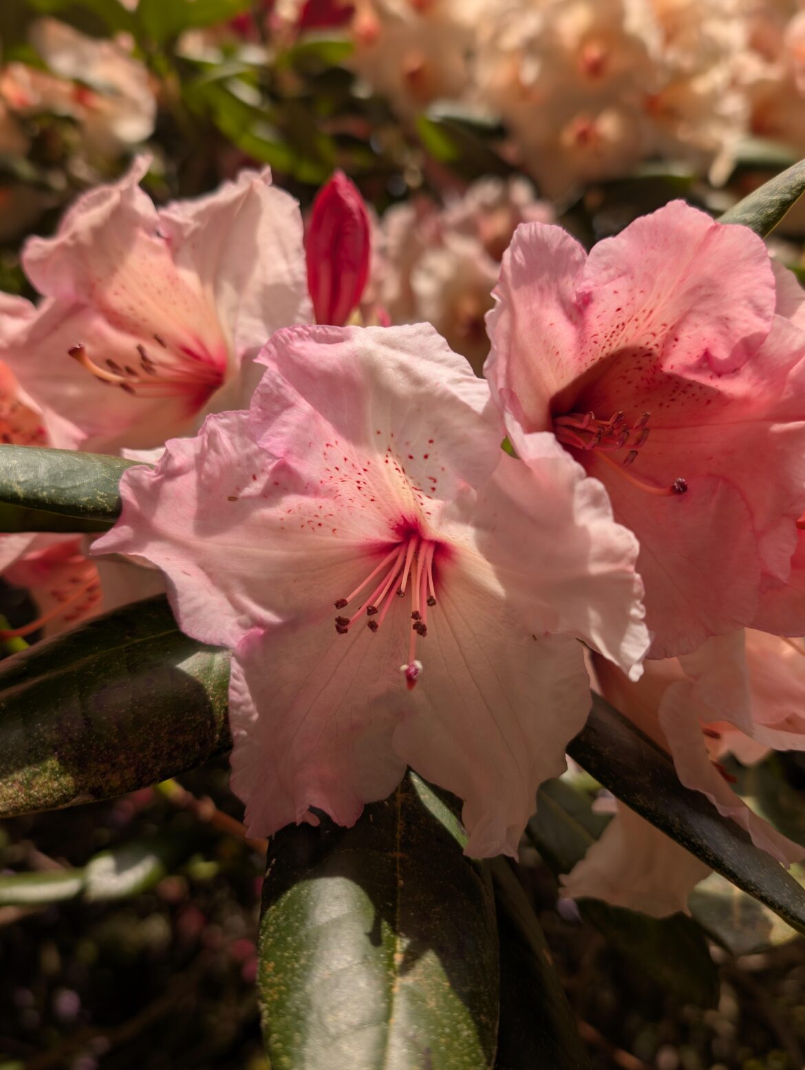 Rhododendron 3