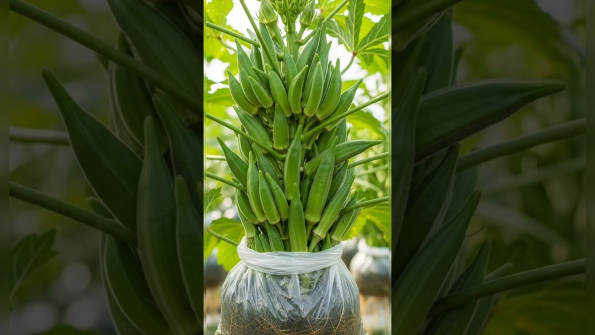 how to grow okra from seed simple at home #shorts #viral #youtubeshorts