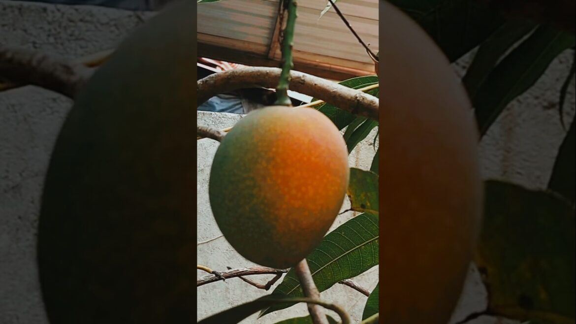 The first mango that was given to us /mango tree🌱 The first mango that was given to us /mango tree🌱