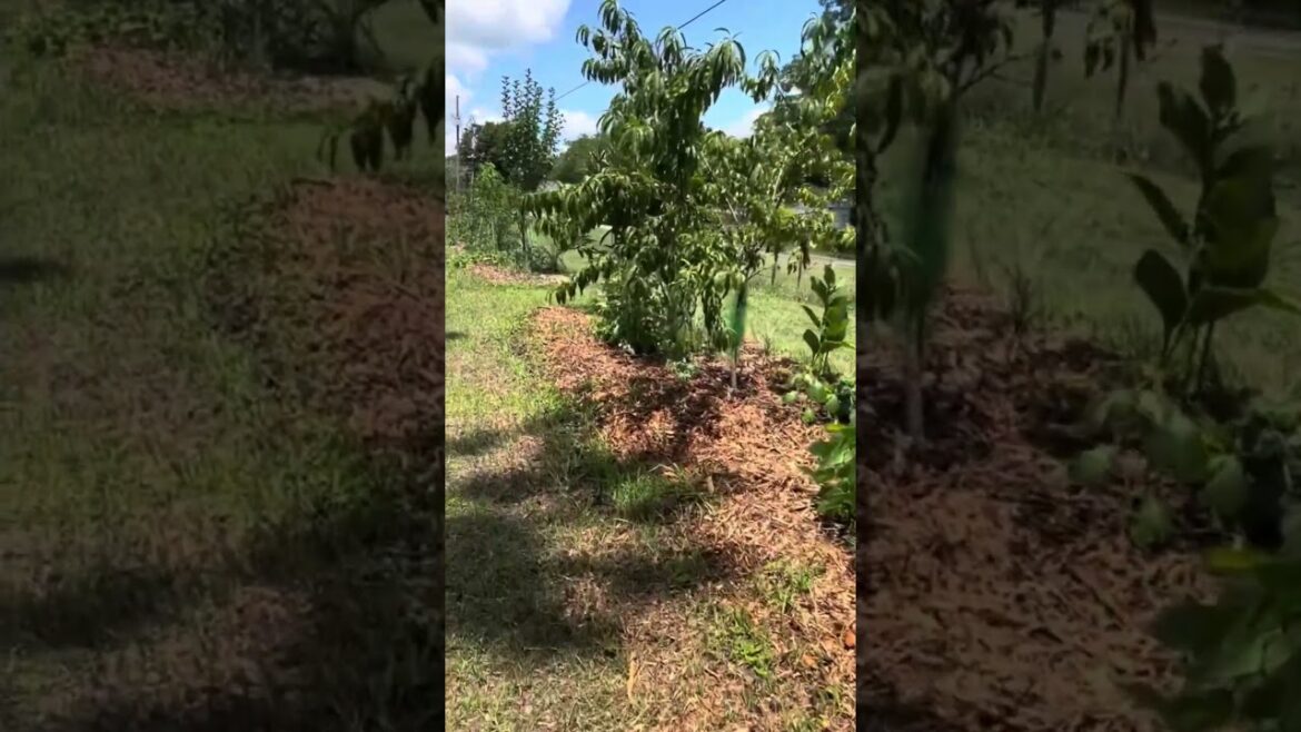 #floridagardening #ediblelandscaping #shorts