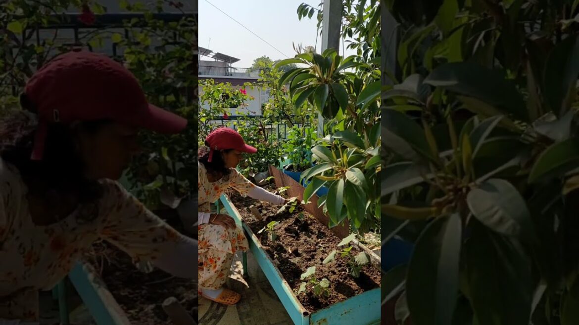plants care day#vegetablegardening #garden #terracegardning#gardening .