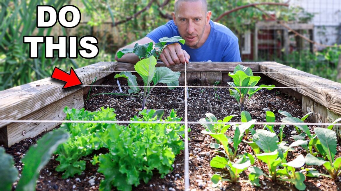 James Prigioni: SQUARE FOOT Gardening, My Clever Way to Grow MORE Food in LESS Space SQUARE FOOT Gardening, My Clever Way to Grow MORE Food in LESS Space
