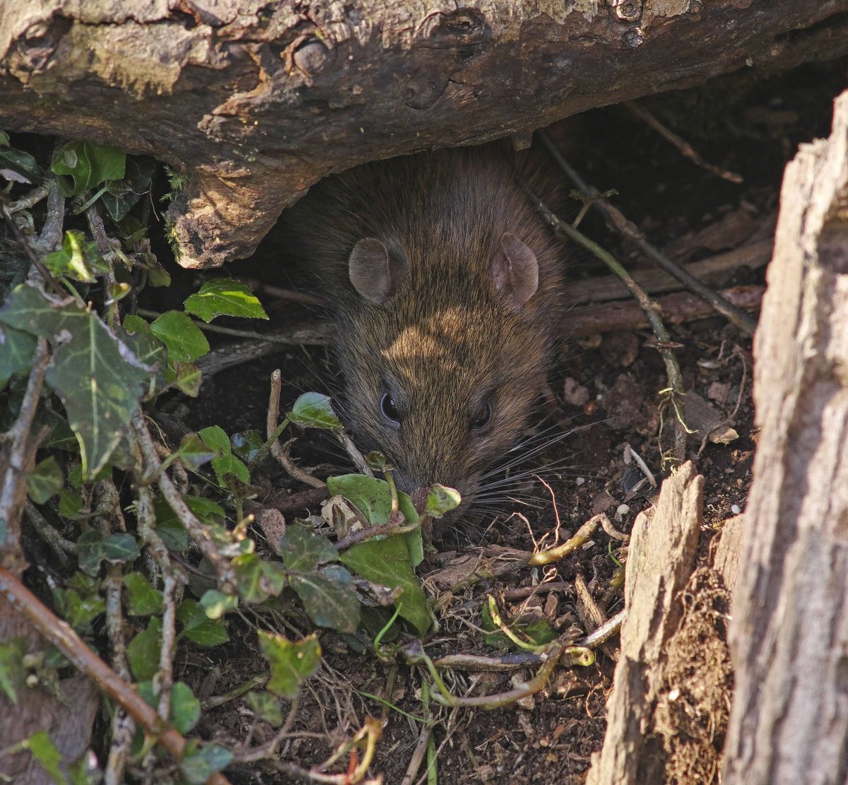 Brown Rat by ivy plant