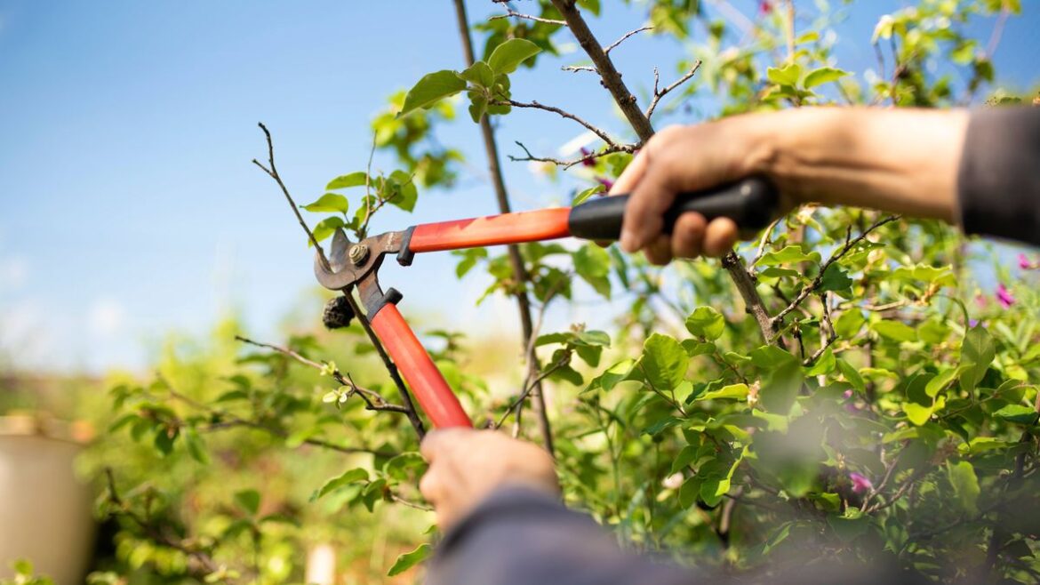 What you can and can’t do if your neighbour’s tree overhangs your garden Daily Mirror
