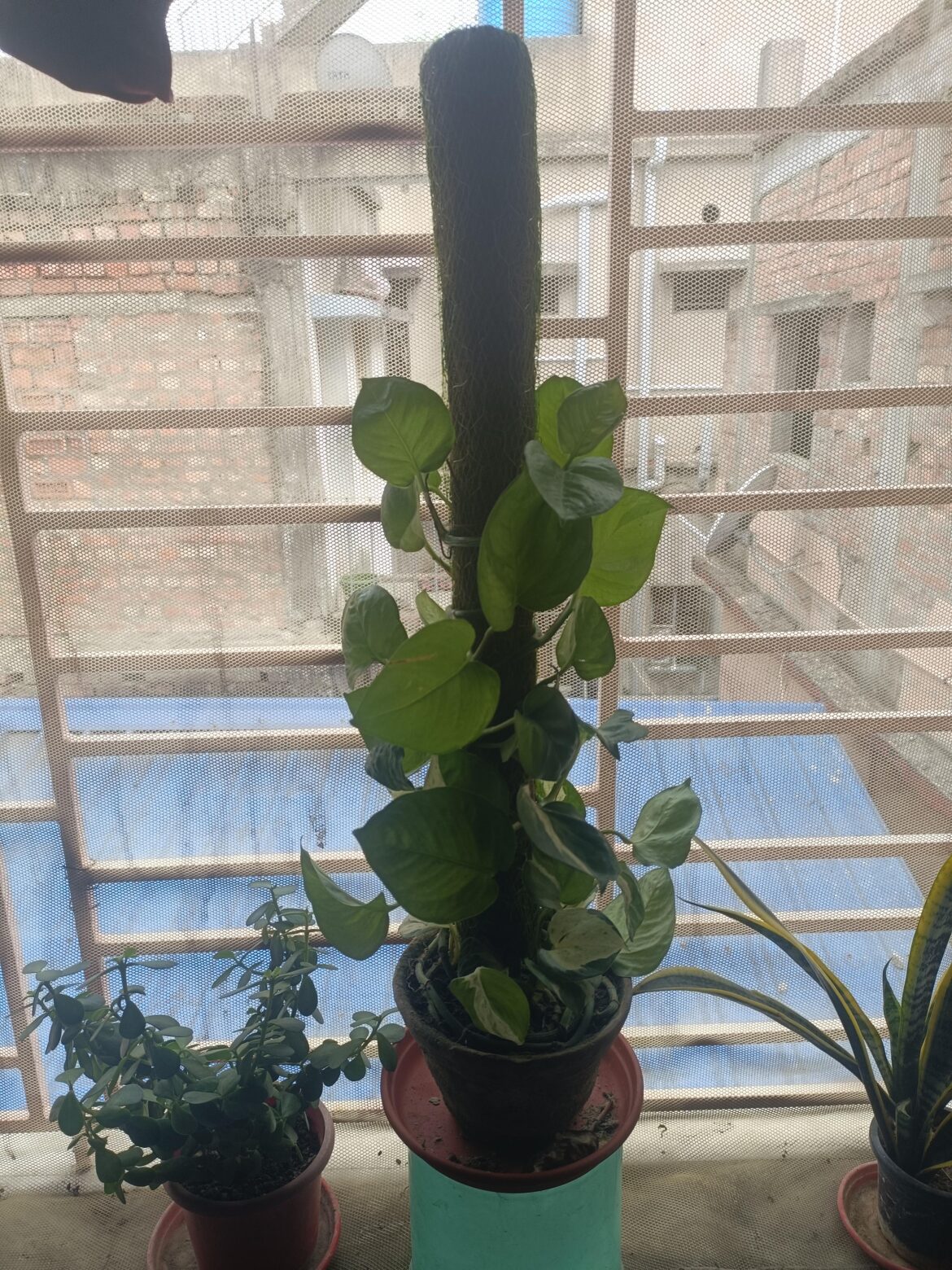 How's my pothos looking?