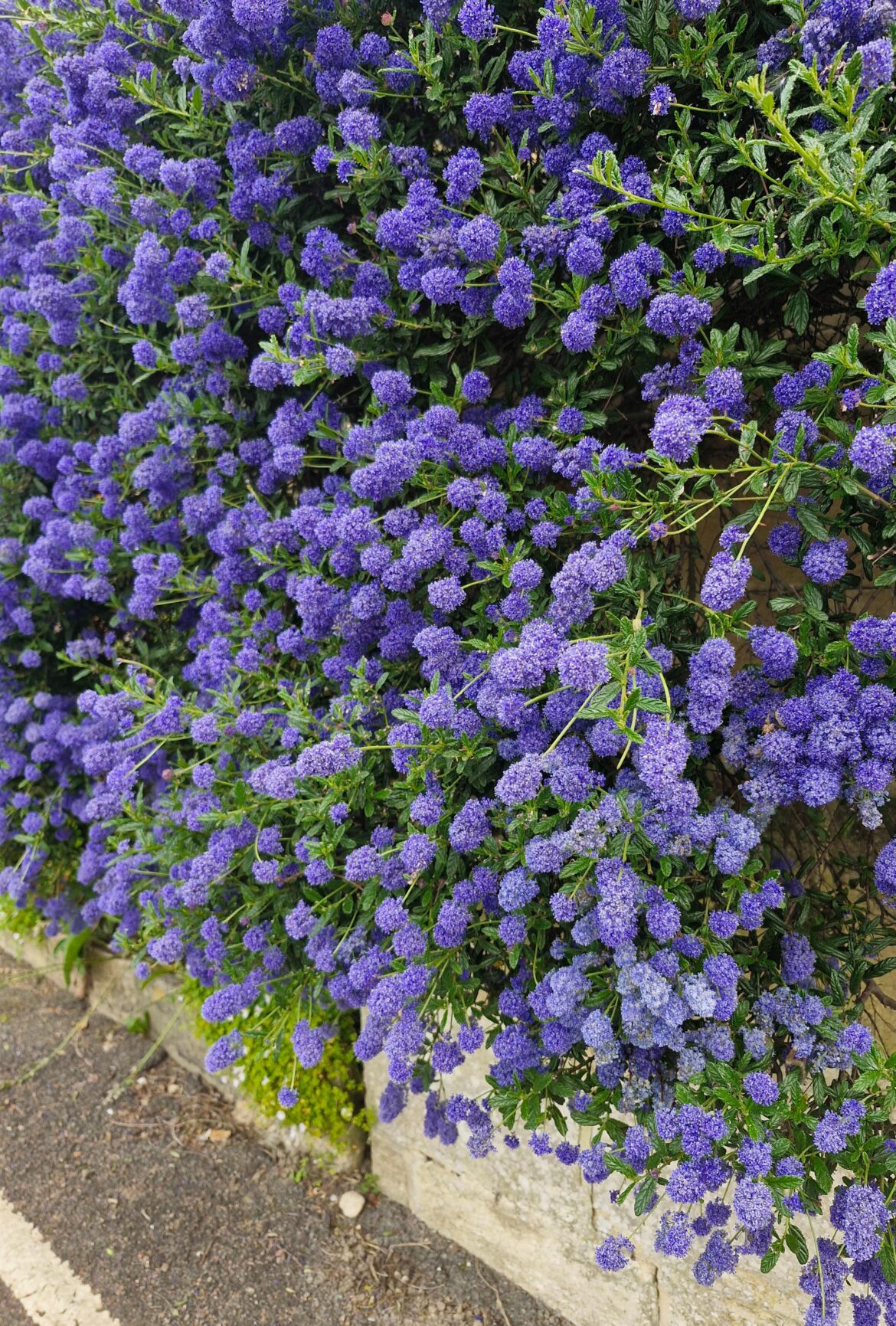What is this shrub/bush?