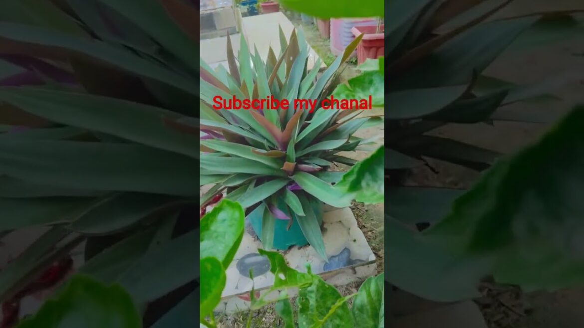 my garden🌹#subscribemychannel #gardendesign #youtubeviralvideo #garden