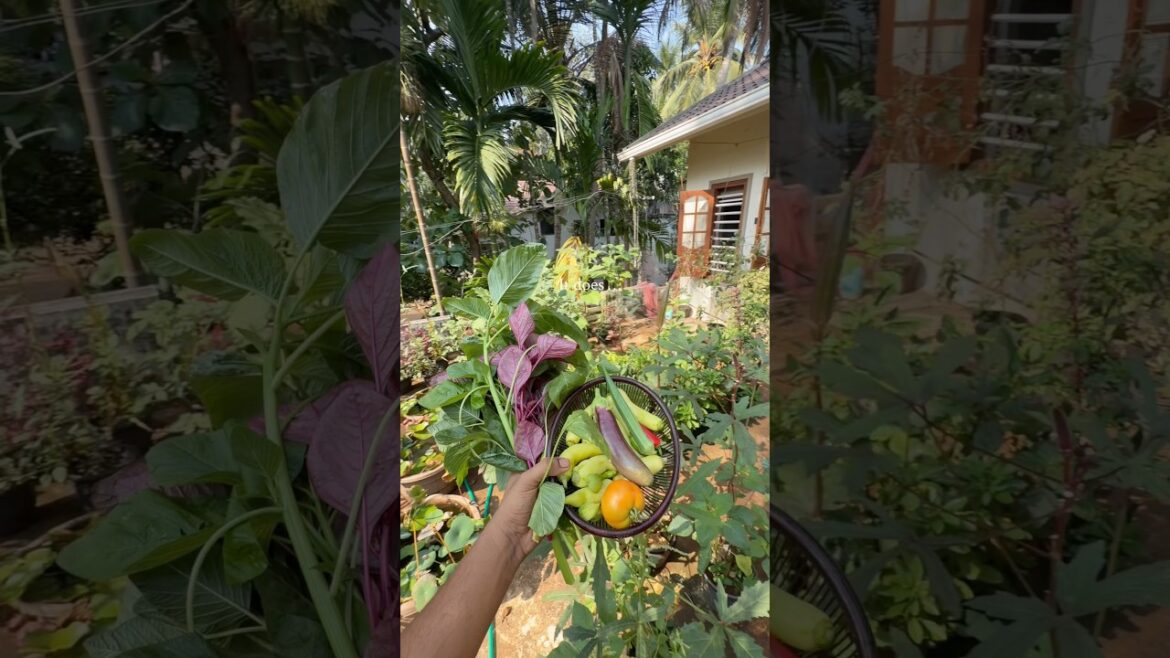 From plain terrace to a vegetable garden 🫴🍃