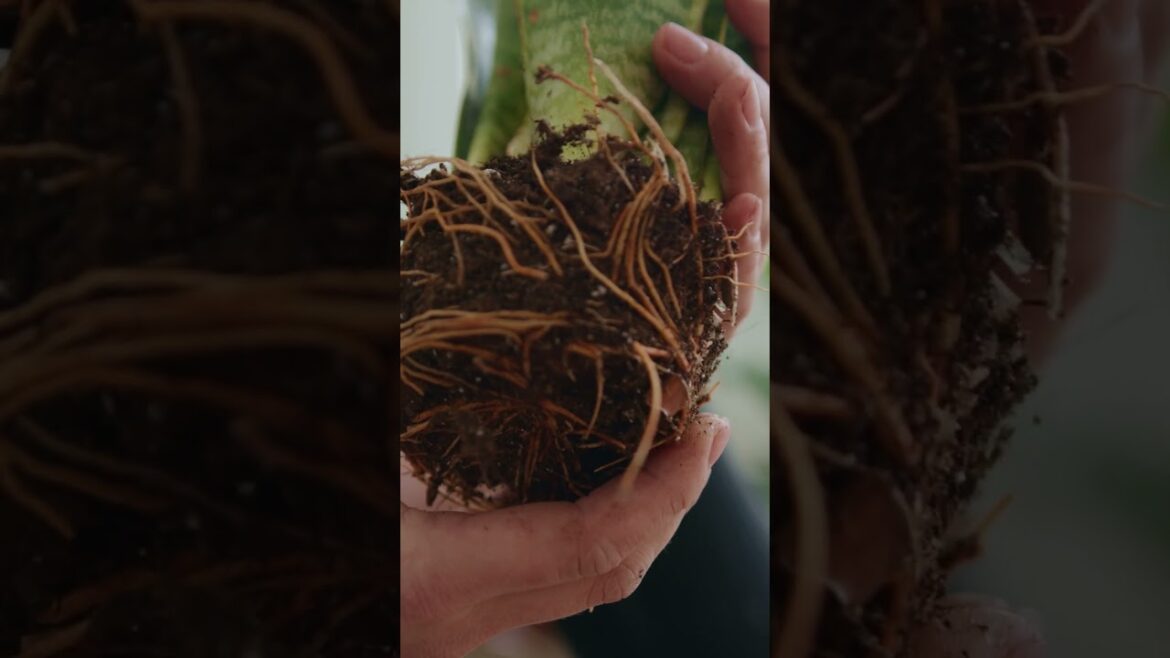 5 Tricks to Make Succulents Grow More Pups Fast