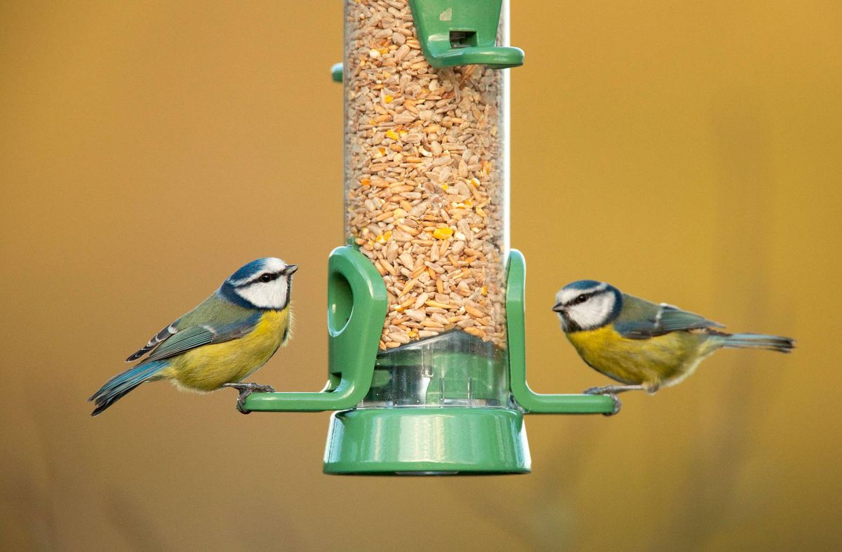 Blue tit Cyanistes caeruleus, two adults feeding on bird feeder,