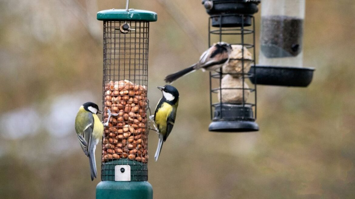 RSPB urges Scottish gardeners to stop feeding birds Glasgow Live