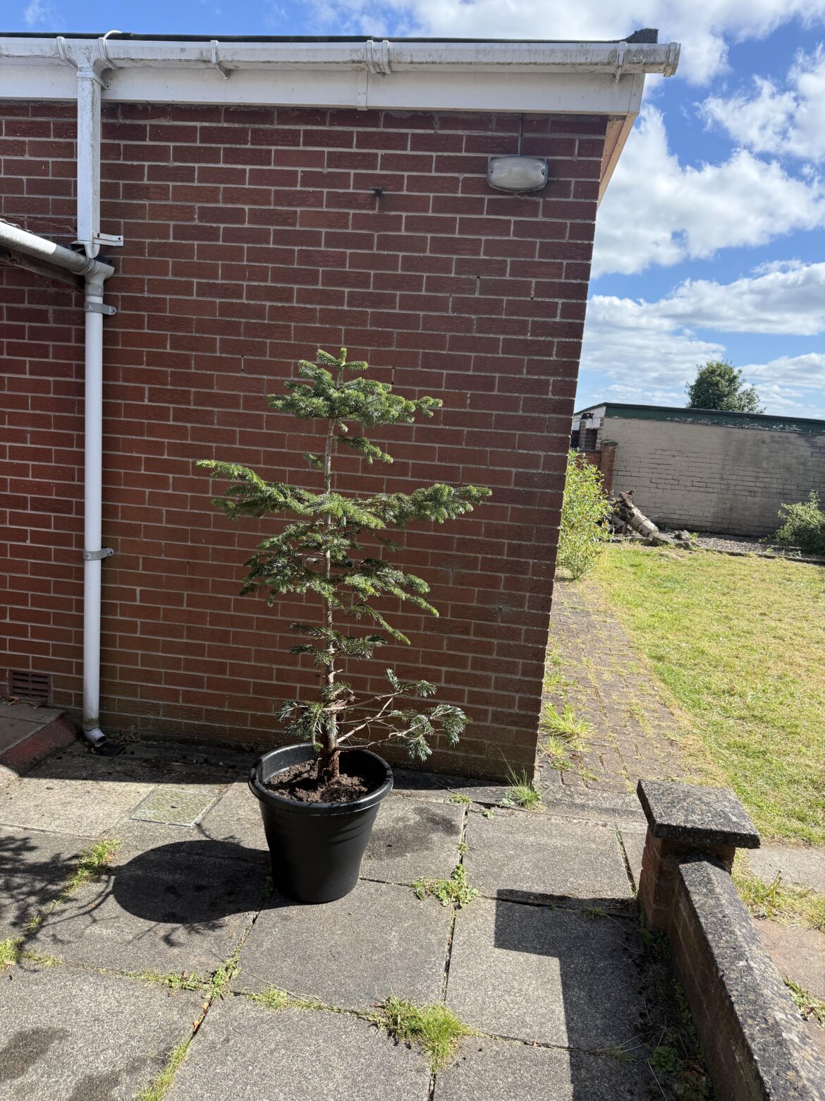 Repotted my 6 foot plus Caucasian fir, had as a 2 foot potted Xmas tree a decade ago, parents left it to die, lost most of its bottom branches and one side died but I brought it back to life