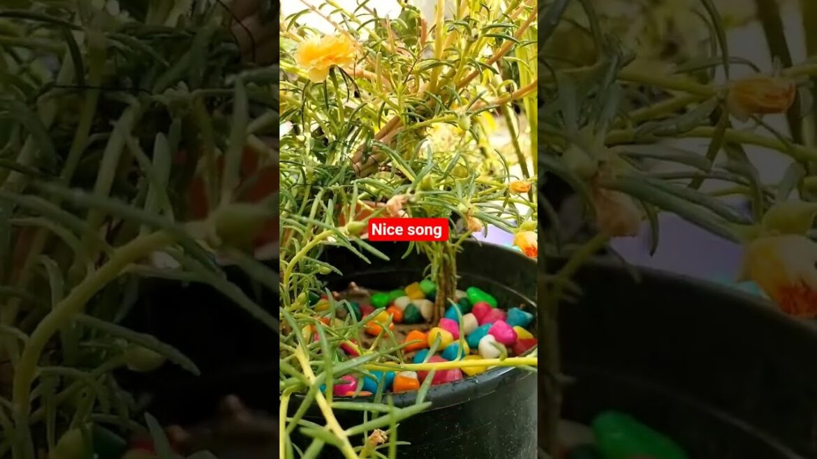 #song #flowers #shortvideo #vastuu #flowergarden #nature #gardendesign #love #gardenideas #garden