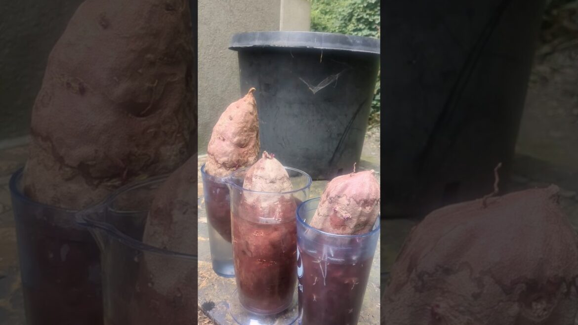 MAKING PURPLE SWEET POTATO SLIPS! 🌱 #garden #plants #diy