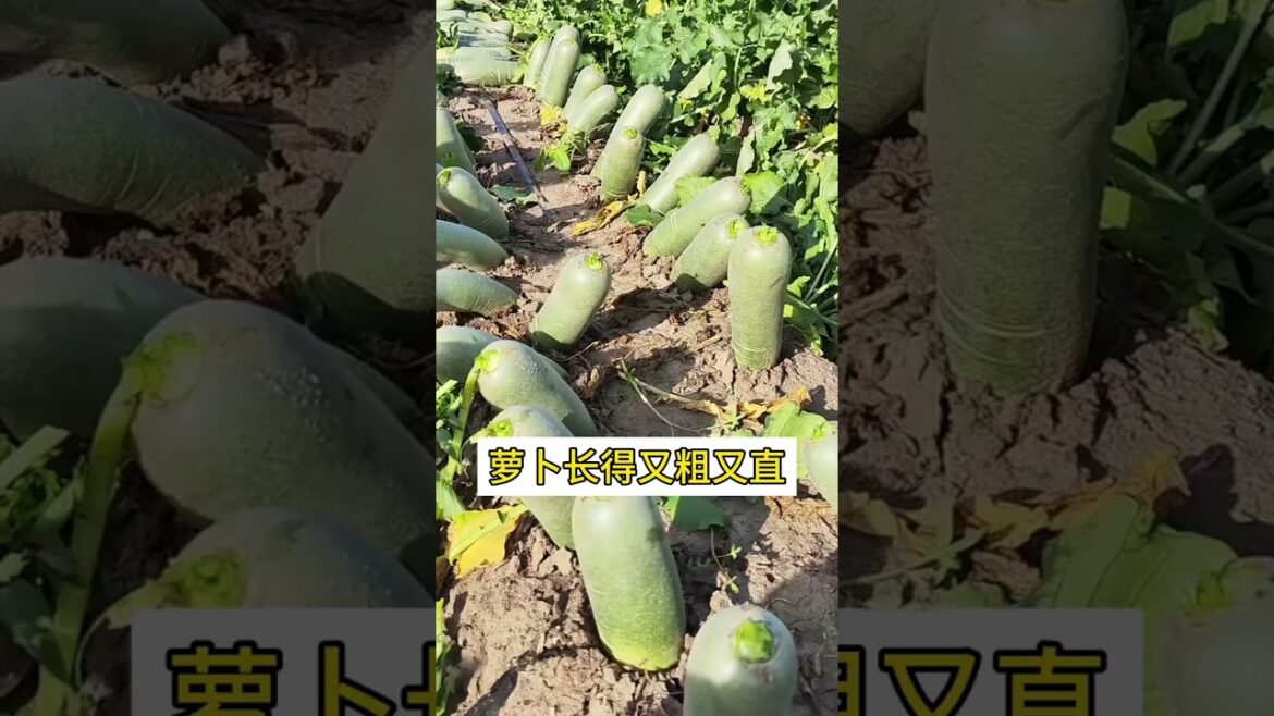 Double Your Vegetable Harvest with Scientific Gardening Tips