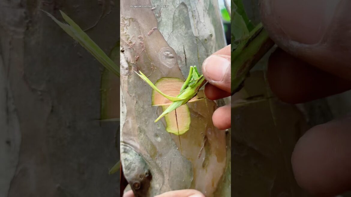 Easy grafting technique #gardeningtips #graftingfruittrees