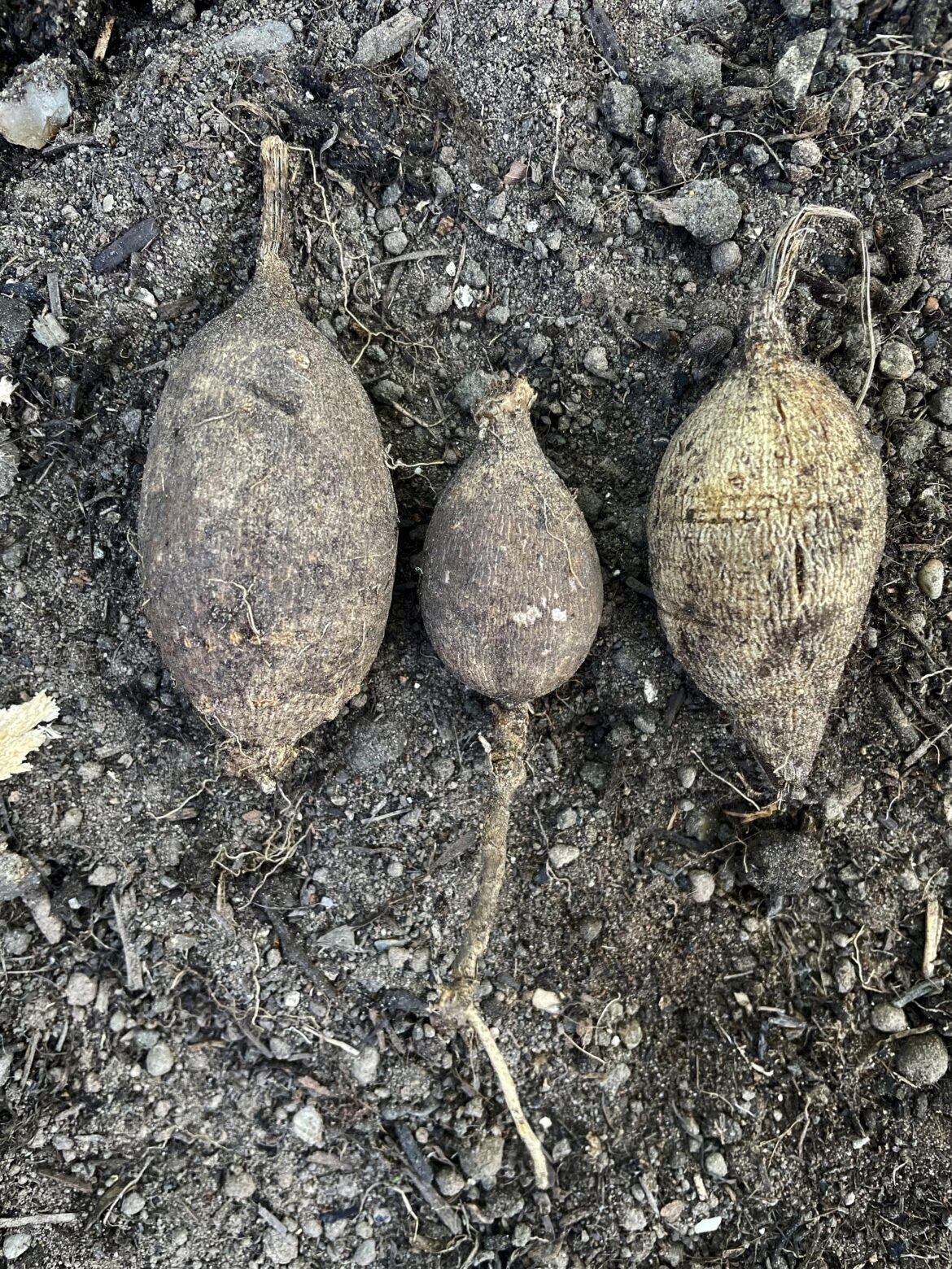 Will these grow?