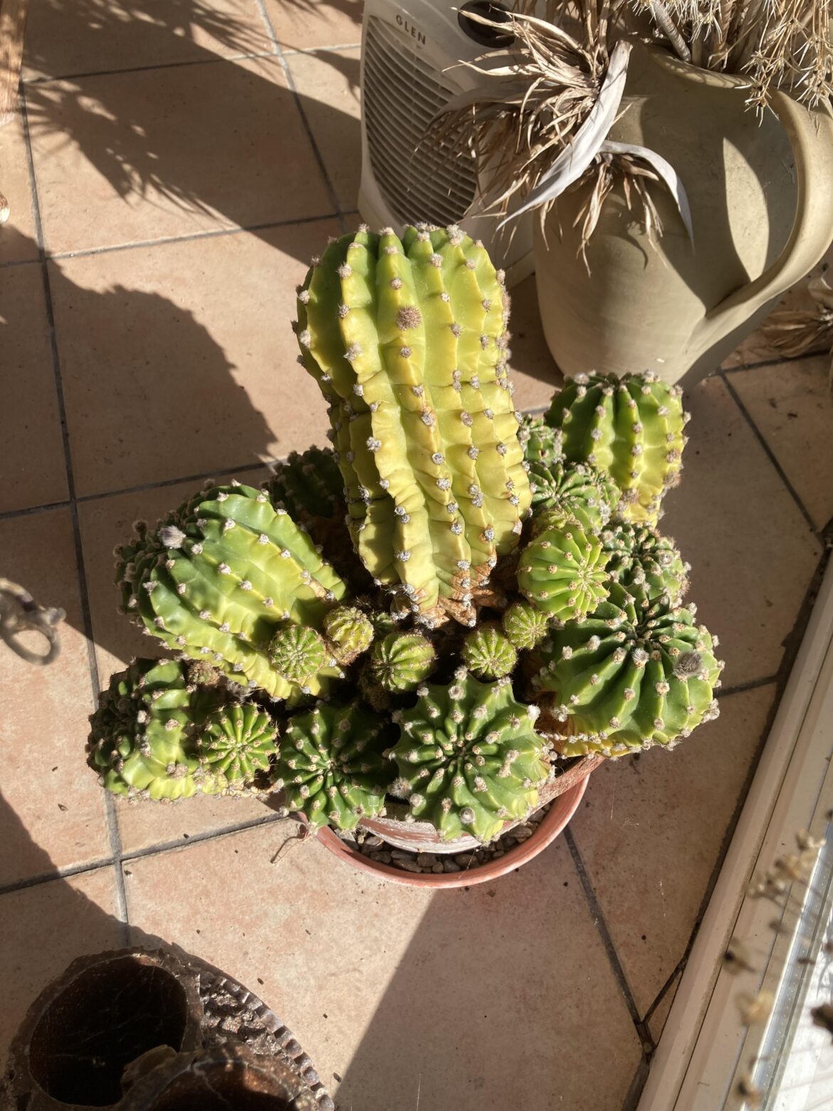 My Grandparents 40+ year old cactus