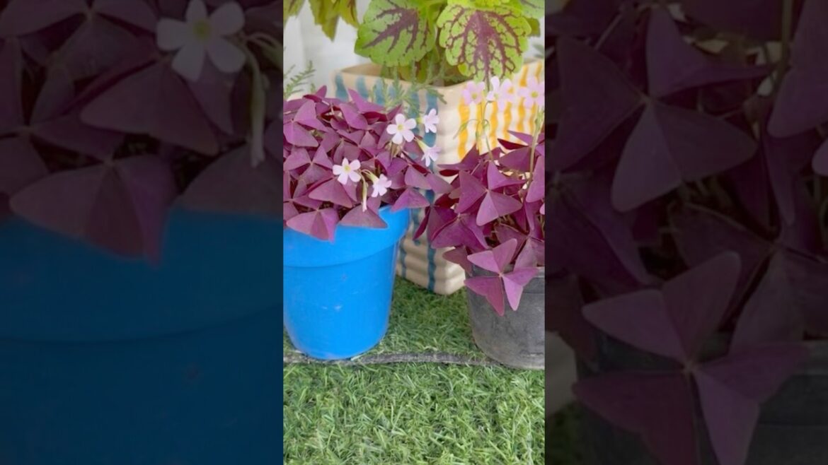 Chopping and propagation of oxalis triangularis πͺ΄ #plants #houseplants #garden #gardening Chopping and propagation of oxalis triangularis πͺ΄ #plants #houseplants #garden #gardening