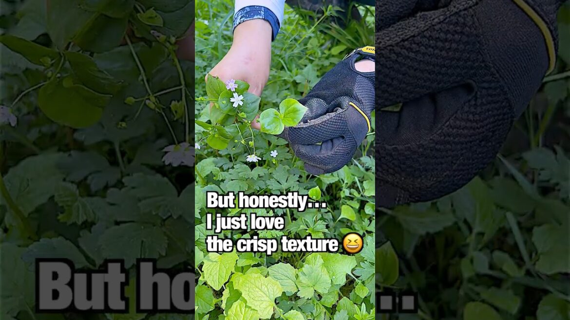 You’ve Probably Walked Past This Edible Plant 🌿 You’ve Probably Walked Past This Edible Plant 🌿