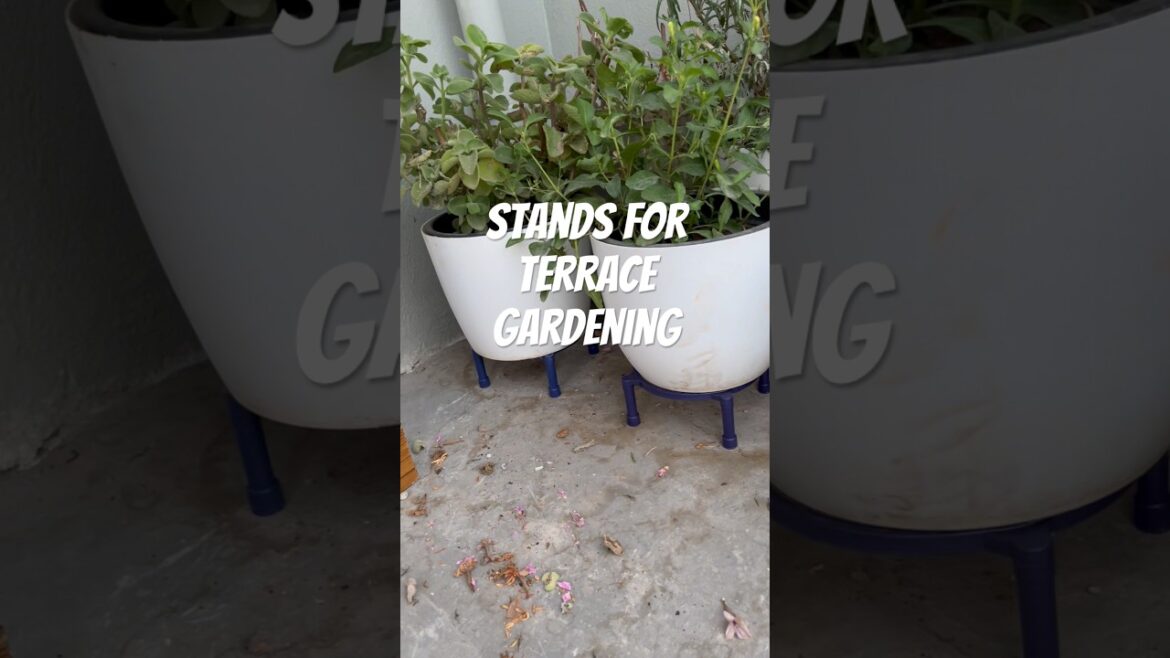 Terrace gardening #viral #youtube #stands #gardening #trending #recipe #gardeningtips #plants Terrace gardening #viral #youtube #stands #gardening #trending #recipe #gardeningtips #plants
