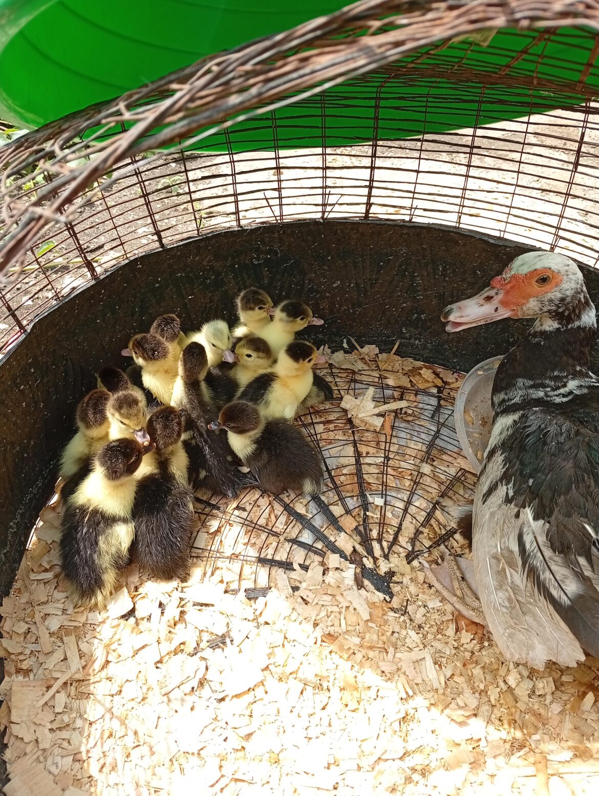 Happy Mother’s Day from this proud mama 🐥
