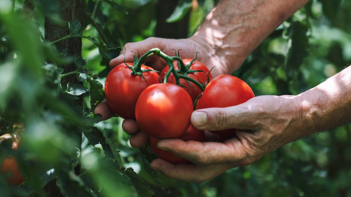 Monty Don’s tomato-growing tips for May will give you trusses of fruit this summer Daily Mirror