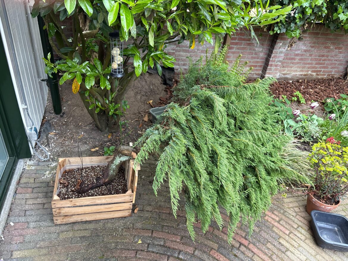 Rate my juniper yamadori recovery plan Rate my juniper yamadori recovery plan
