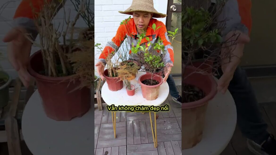 Vì sao dành dành, nhài, đỗ quyên hay bị rụng nụ