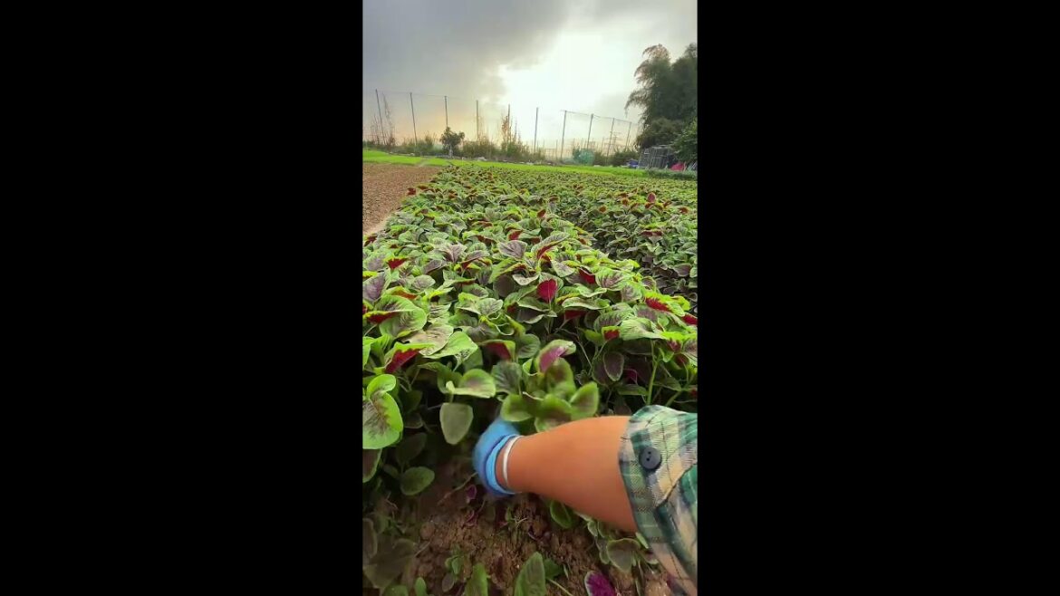 Satisfying Vegetable Gardening Live China