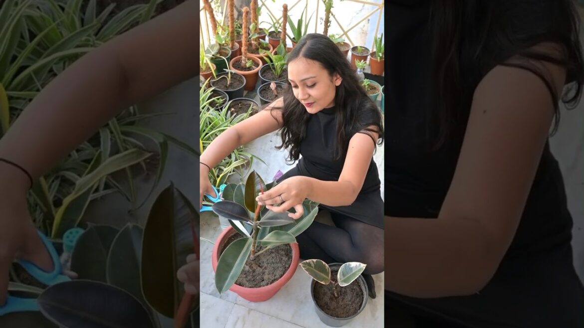 Rubber Plant Propagation🌱 Free plants ka jugaad🌿✨#plants #gardening #propagation #rubberplant #plant Rubber Plant Propagation🌱 Free plants ka jugaad🌿✨#plants #gardening #propagation #rubberplant #plant
