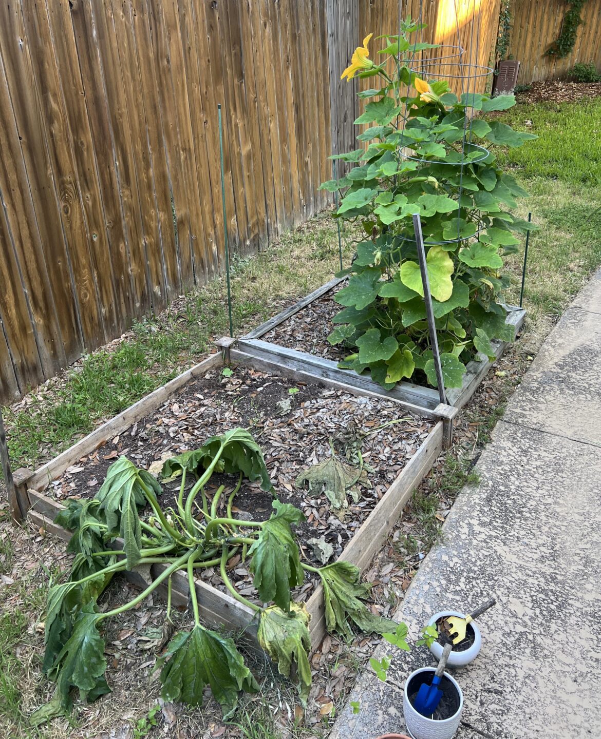 Korean zucchini (aehobak) appreciation Korean zucchini (aehobak) appreciation