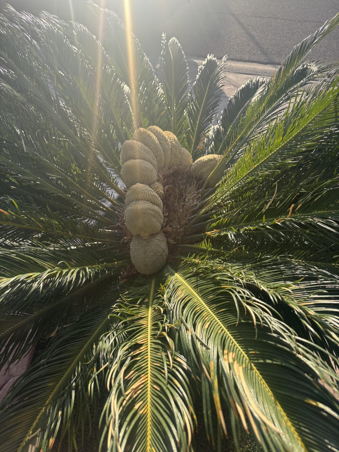 Sago palm fasciation
