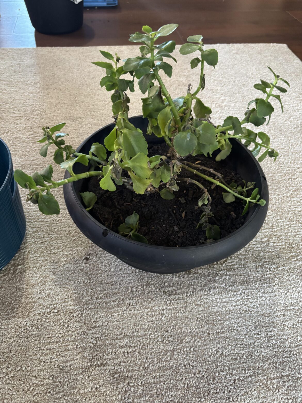 What is this plant I was gifted?