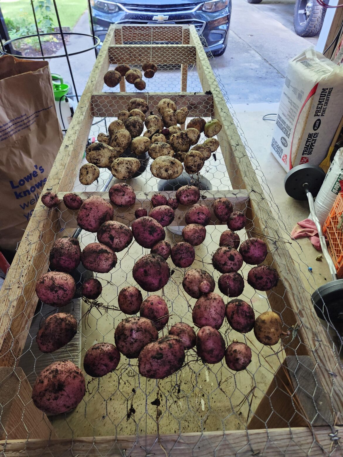 First potato harvest