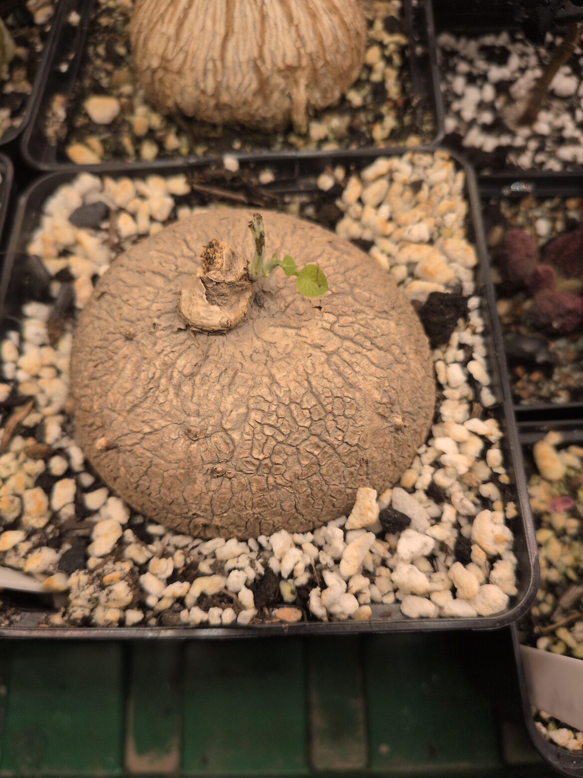 How to know If my plant is poached ?