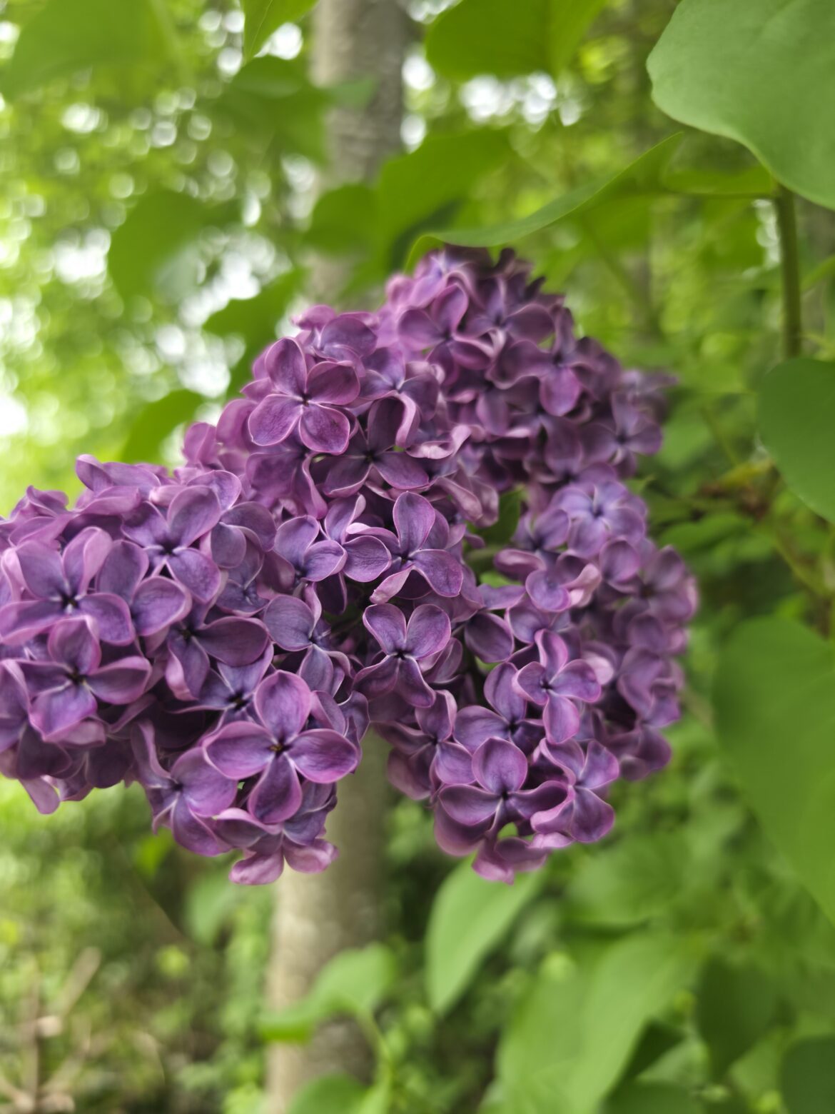 I love purple!