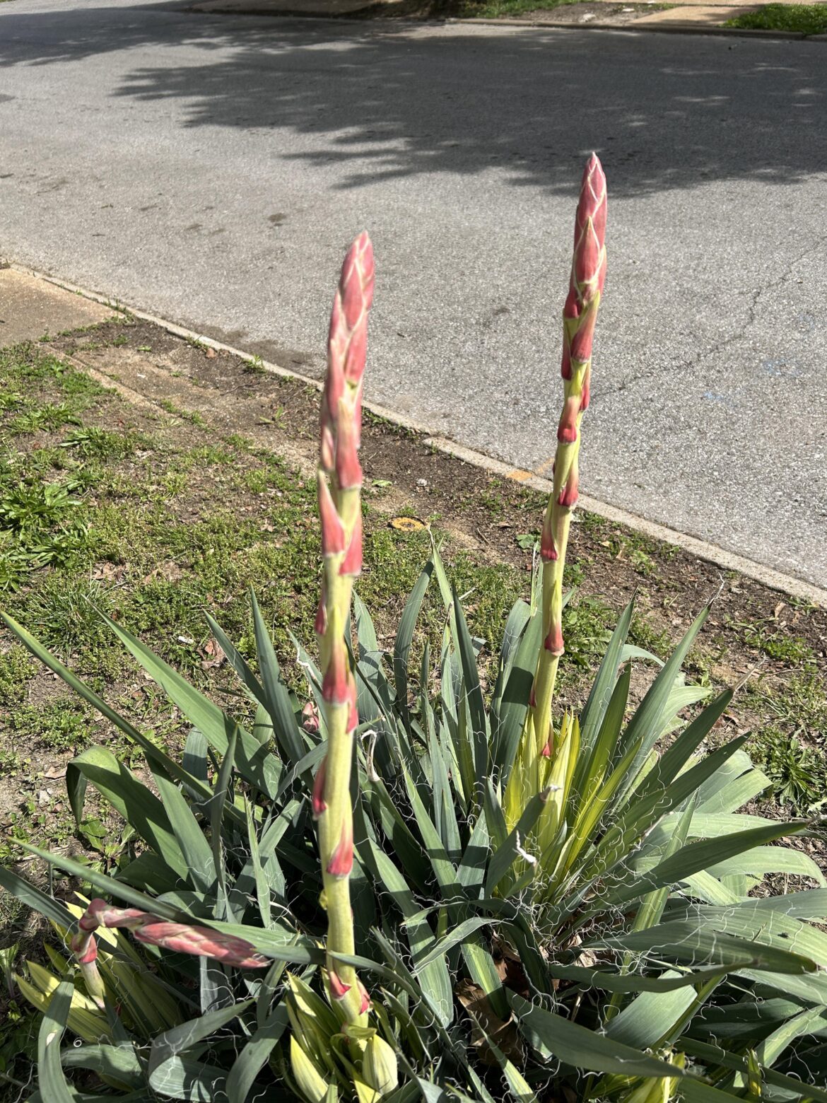 Red Asparagus?