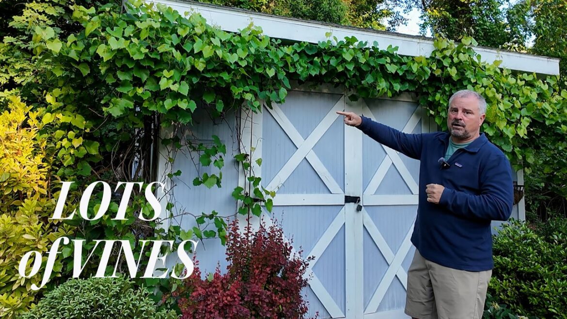 12 Great Climbing Vines for your Garden 12 Great Climbing Vines for your Garden