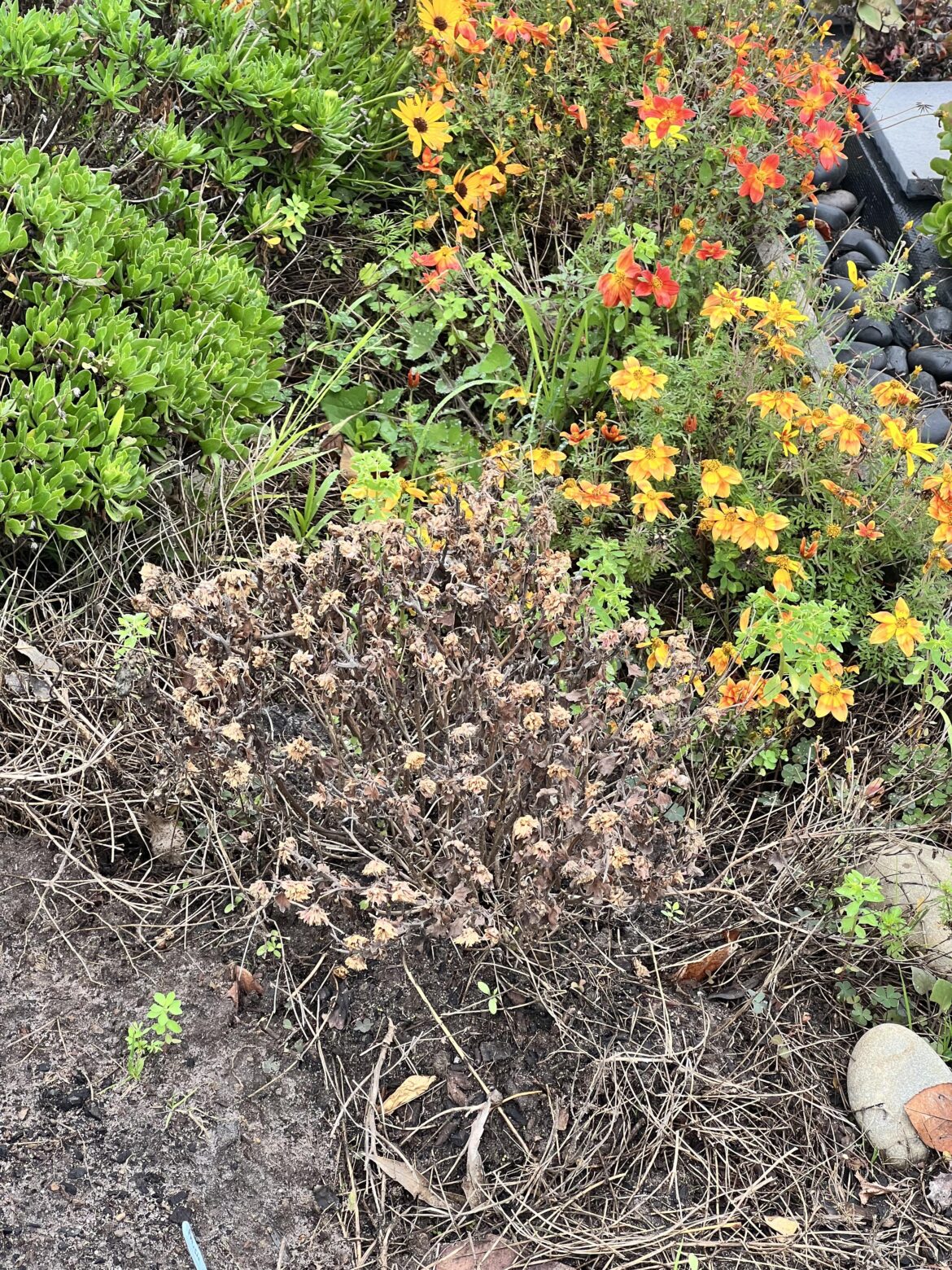 Chrysanthemums died