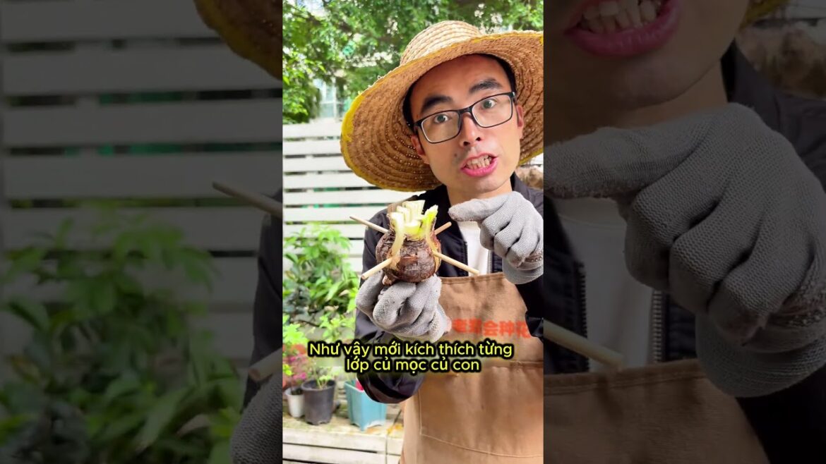 Một củ nhân thành cả chậu, cách này quá hay 😳