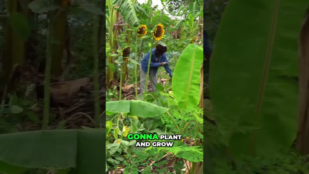 Harvesting Sunflowers & Broccoli: Garden Plans for Summer! #shorts