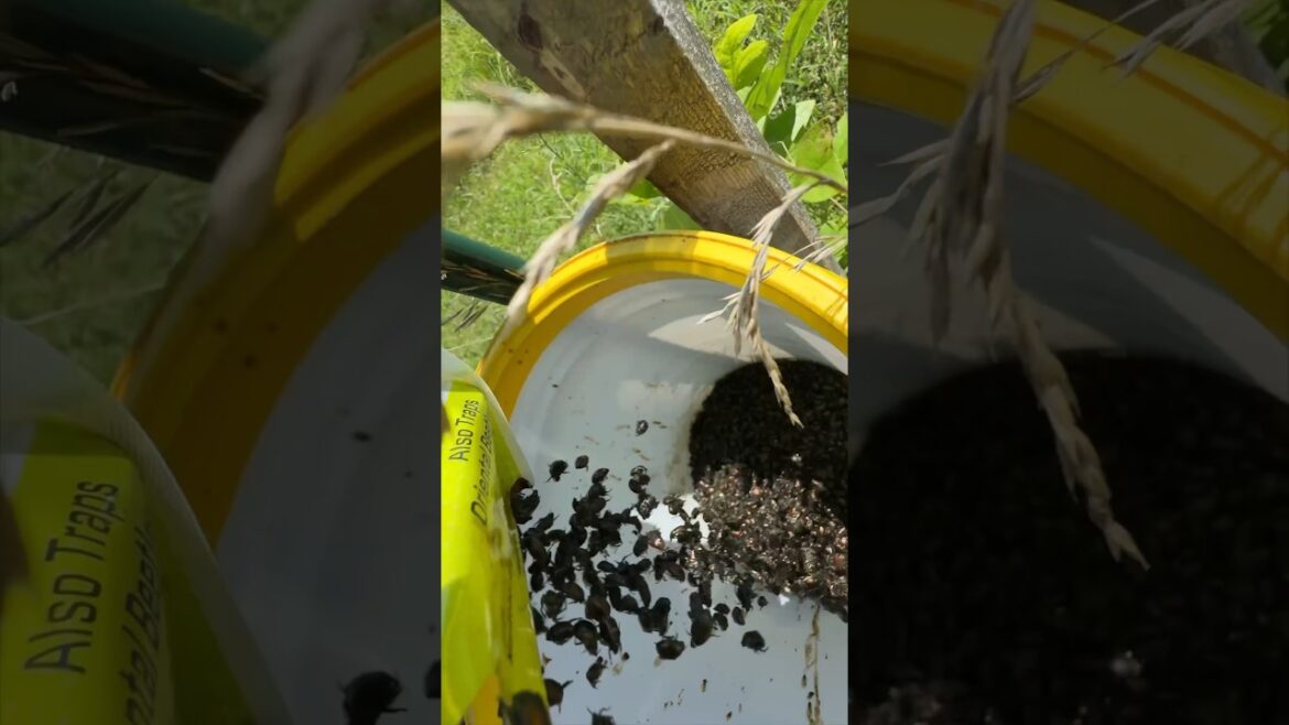 Day 3: The Japanese Beetle Traps are Full!