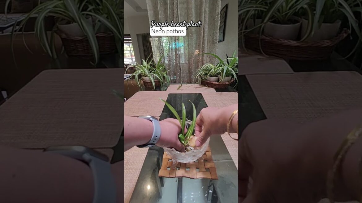 Indoor Plants Grow and Decor in water #gardening #plants #viral #indoorgardens #houseplants #shorts Indoor Plants Grow and Decor in water #gardening #plants #viral #indoorgardens #houseplants #shorts