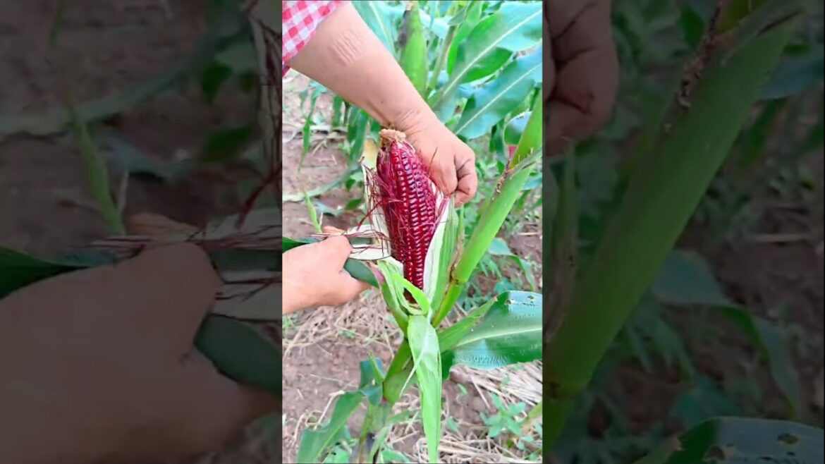 Mini Rotary tillage and ridging all-in one tree vegetable #shorts #asmr #cuttingskills