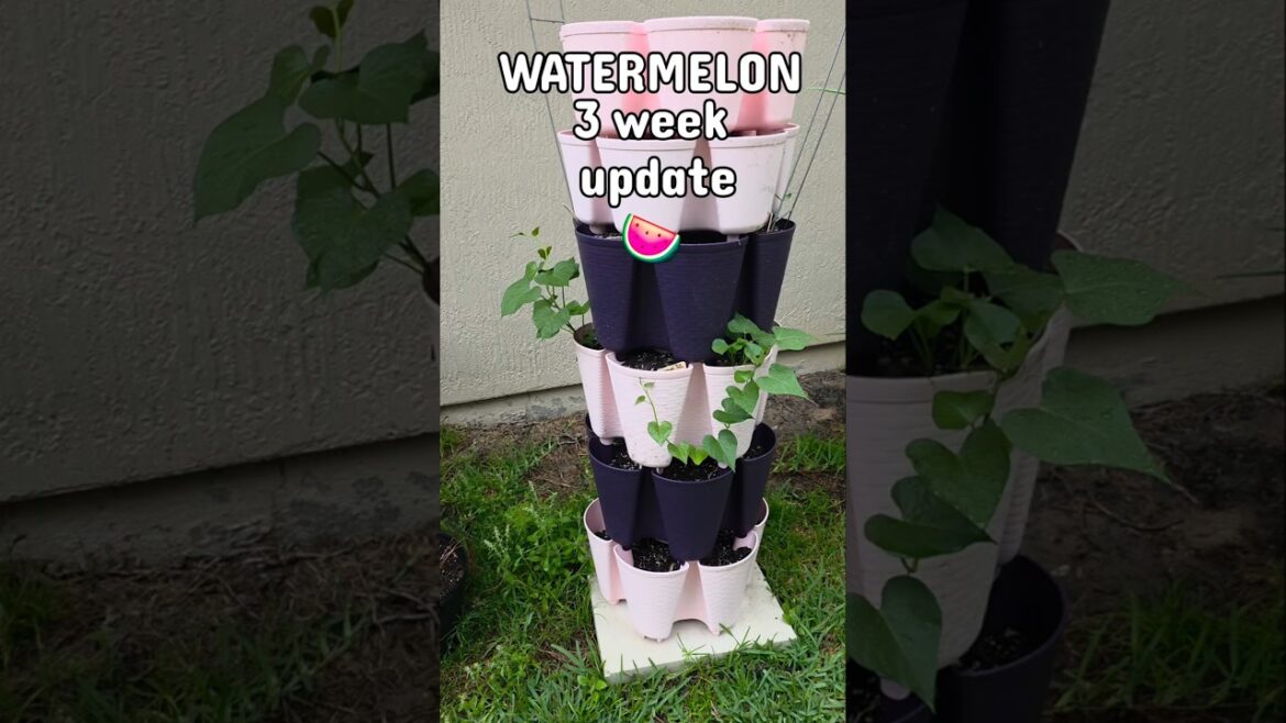 3 Week WATERMELON Update #container #garden #mybackyardgarden #zone9